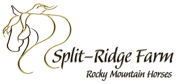 Split-Ridge Farm Rocky Mountain Horses