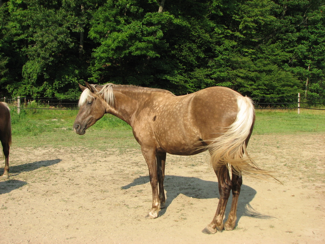 Maven pics - Split-Ridge Farm Rocky Mountain Horses